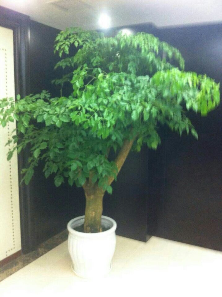 大幸福树(大盆植物)