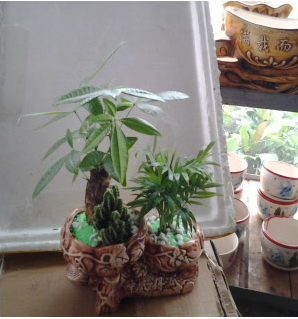 小发财树(小盆植物)