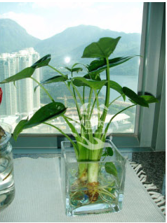 小水滴观音(小盆植物)