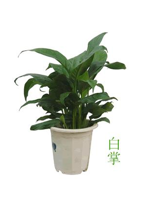 白掌(小盆植物)