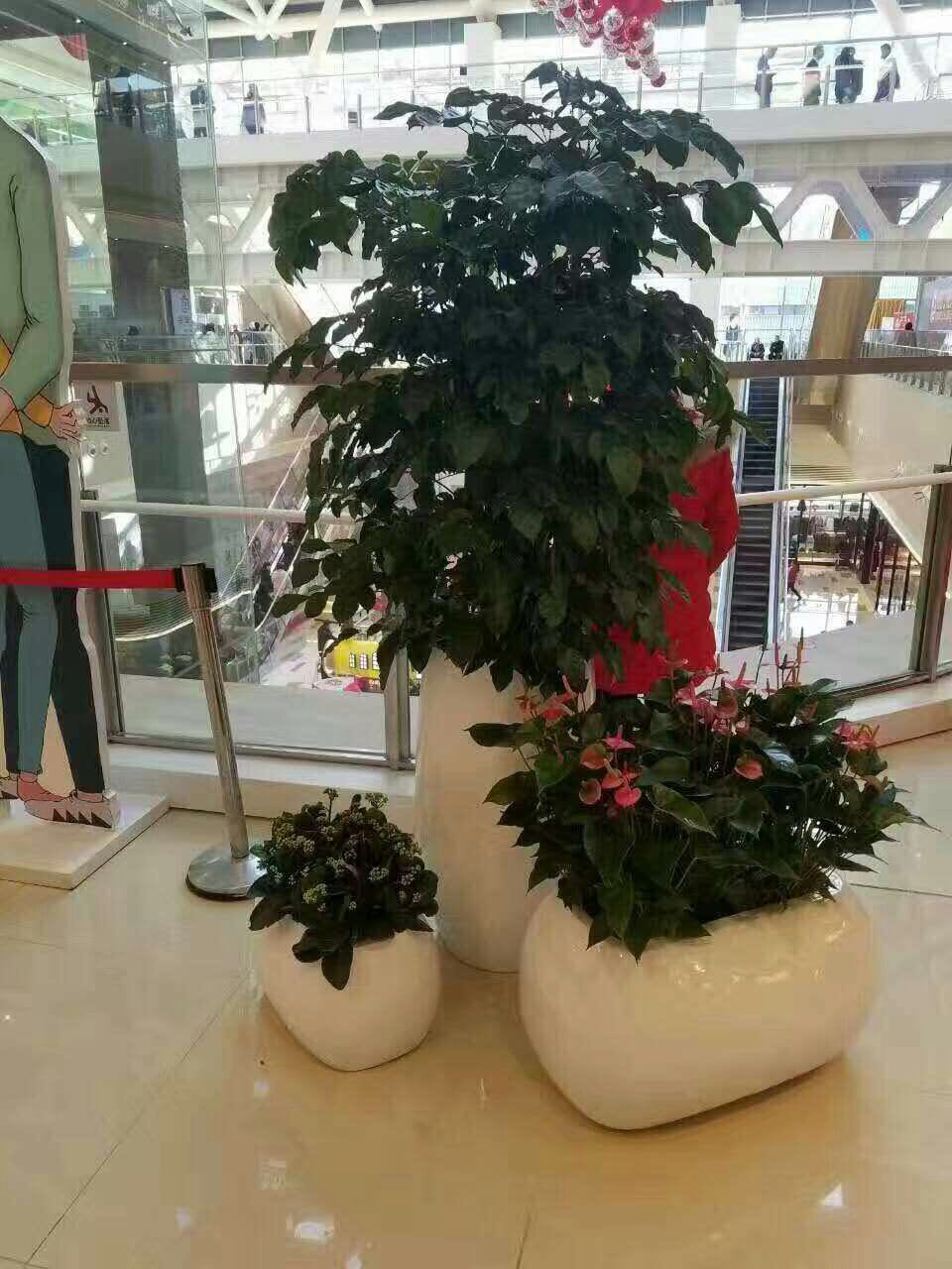 湖南长沙花卉