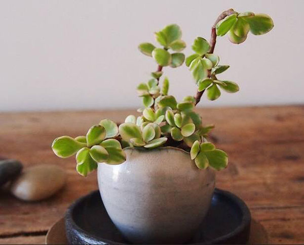 花卉摆放技巧,吸毒植物种类,如何种植花草,长沙高端盆花租赁,长沙花卉租赁,长沙组合组景租赁,长沙室内外花卉租赁公司